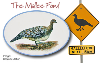 The Mallee Fowl - Endangered